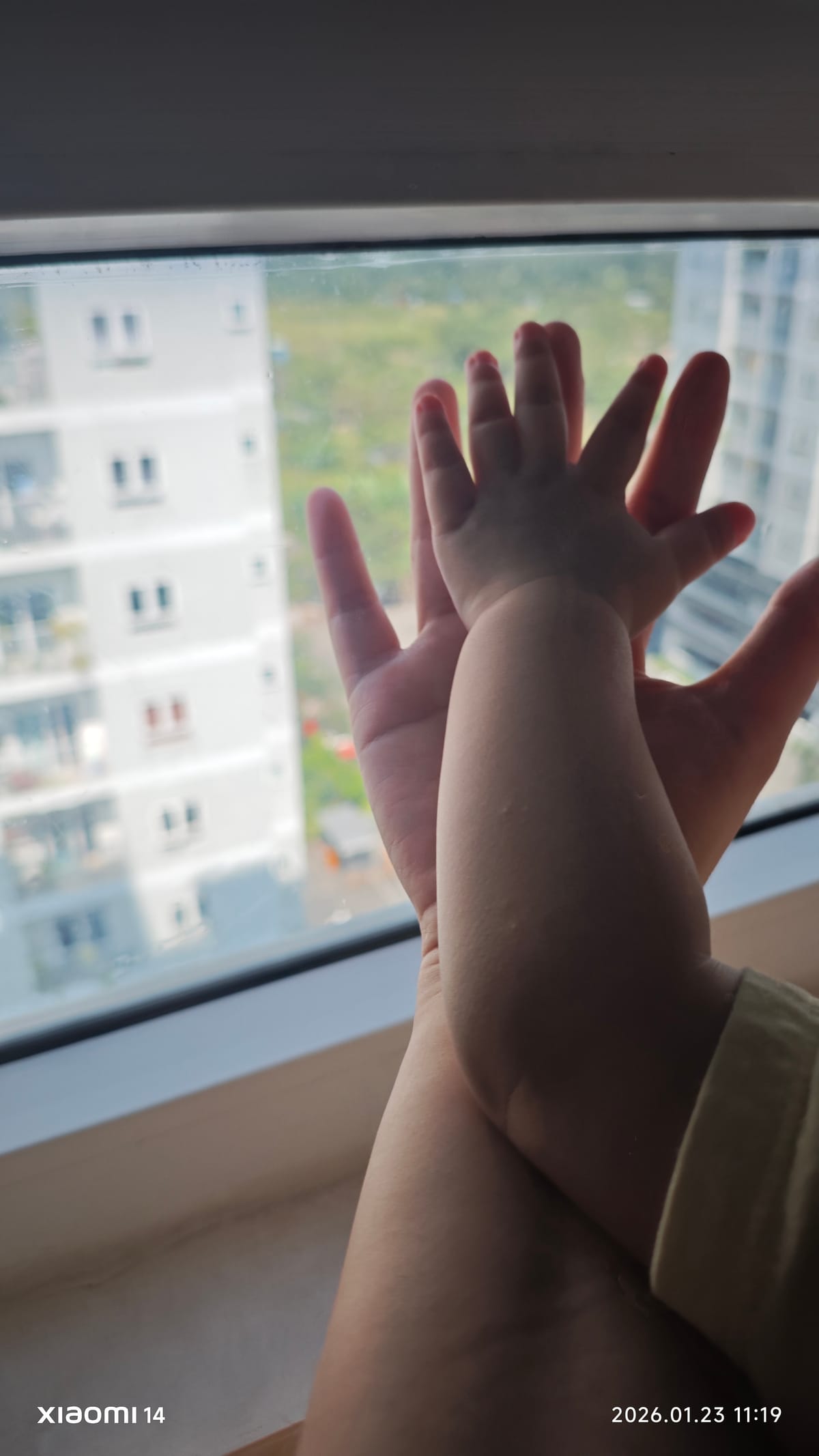 Mẹ xin lỗi Xoài